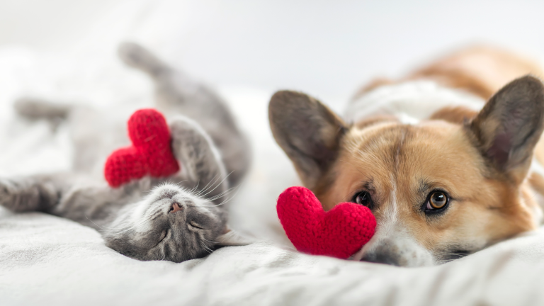 10 ways to celebrate your pet’s love