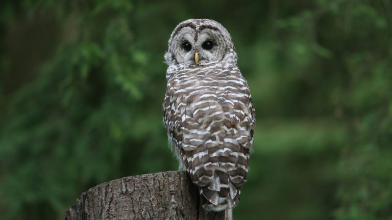 Endangered species’ habitat could be at risk under Trump proposal : NPR Endangered species’ habitat could be at risk under Trump proposal : NPR